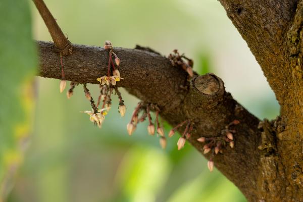 Cacao flowers growing on the trunk